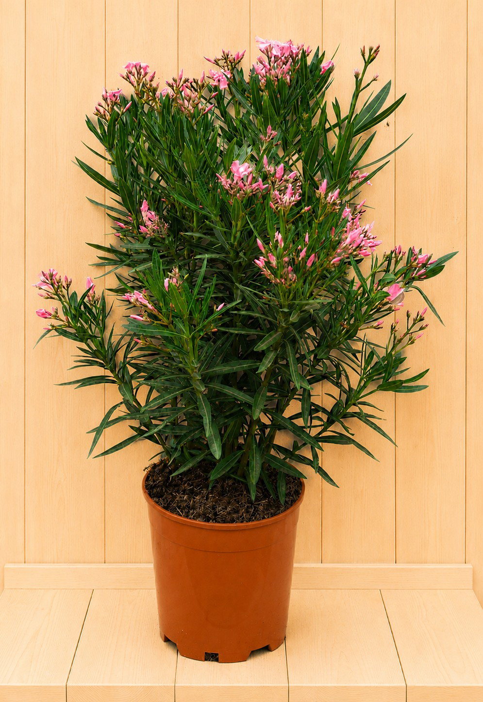 Nerium oleander roze 100 cm Warentuin Natuurlijk - Warentuin natuurlijk