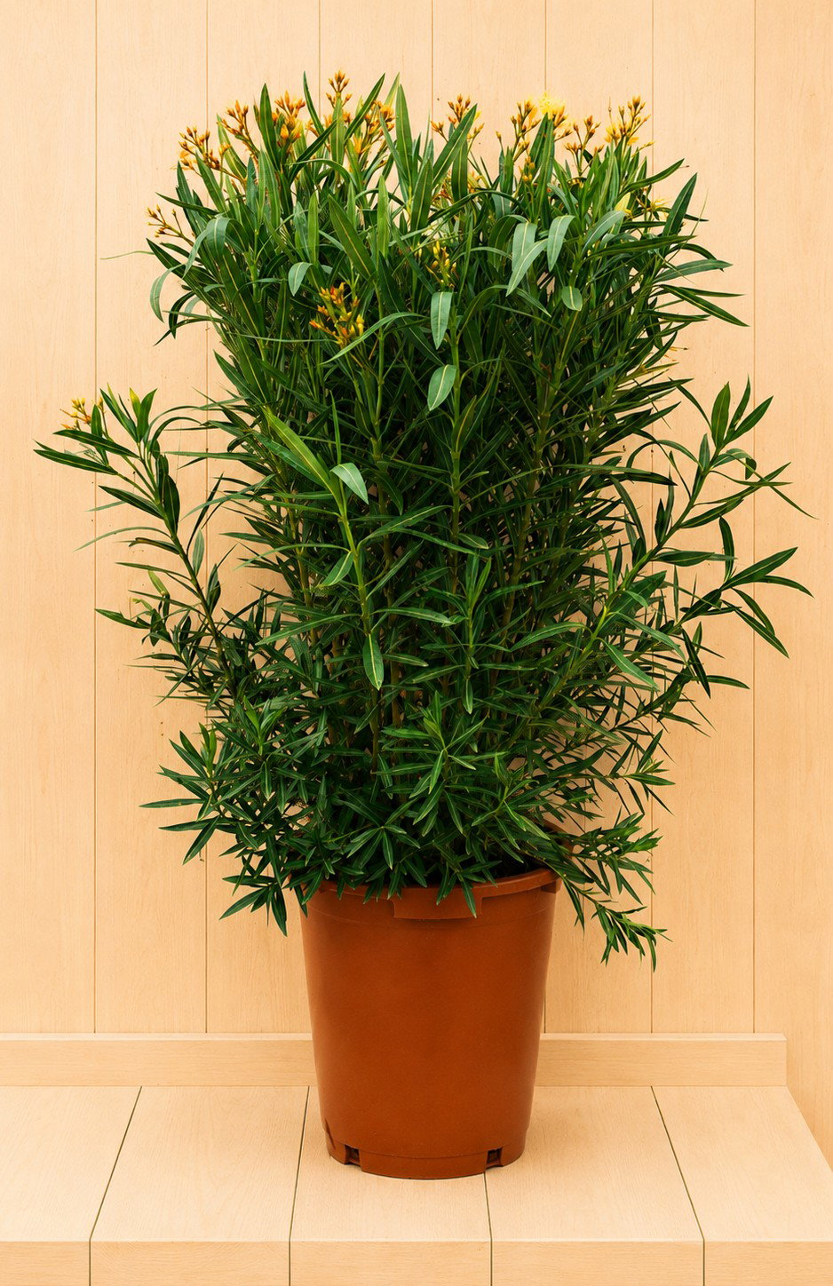 Nerium oleander oranje/geel 145 cm Warentuin Natuurlijk - Warentuin natuurlijk