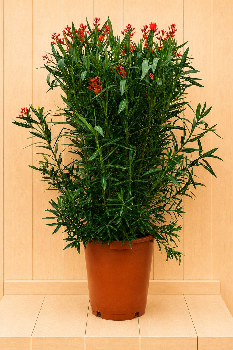 Nerium oleander rood 145 cm Warentuin Natuurlijk - Warentuin natuurlijk