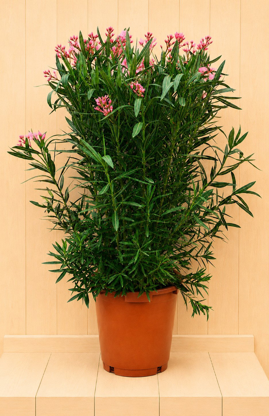 Nerium oleander roze 145 cm Warentuin Natuurlijk - Warentuin natuurlijk