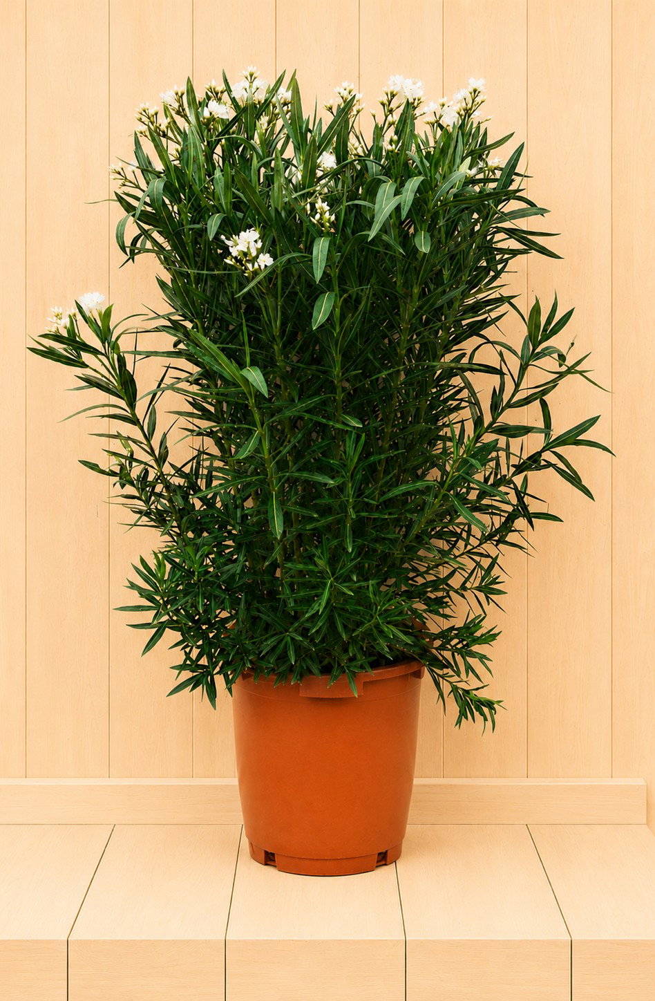 Nerium oleander wit 145 cm Warentuin Natuurlijk - Warentuin natuurlijk