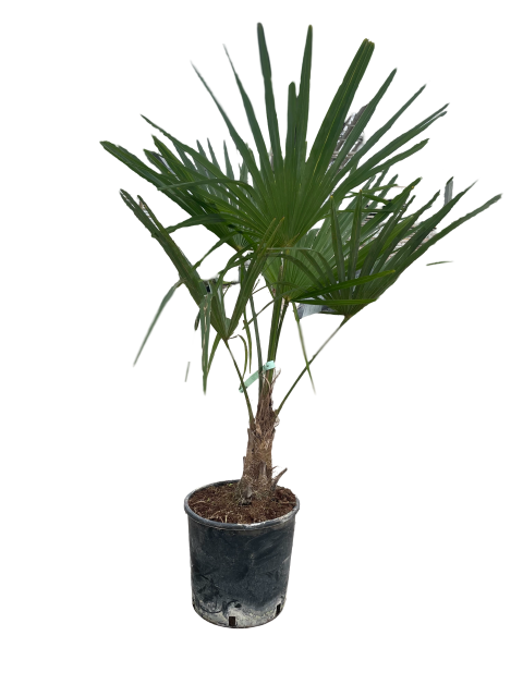https://cdn.warentuin.nl/media/catalog/product/L/E/LEVE9900001821394_01_trachycarpus_fortunei_10_liter_pot_9a7f.png