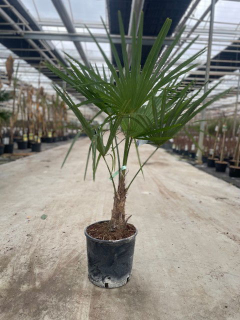 https://cdn.warentuin.nl/media/catalog/product/L/E/LEVE9900001821394_trachycarpus_fortunei_10_liter_pot_a25b.jpg