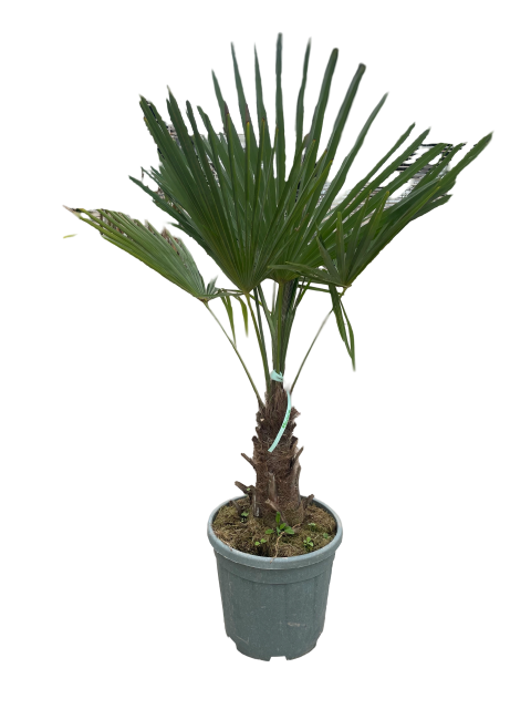 https://cdn.warentuin.nl/media/catalog/product/L/E/LEVE9900001821417_01_trachycarpus_fortunei_15_liter_pot_ec23.png