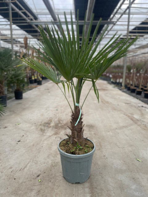 https://cdn.warentuin.nl/media/catalog/product/L/E/LEVE9900001821417_trachycarpus_fortunei_15_liter_pot_8b05.jpg