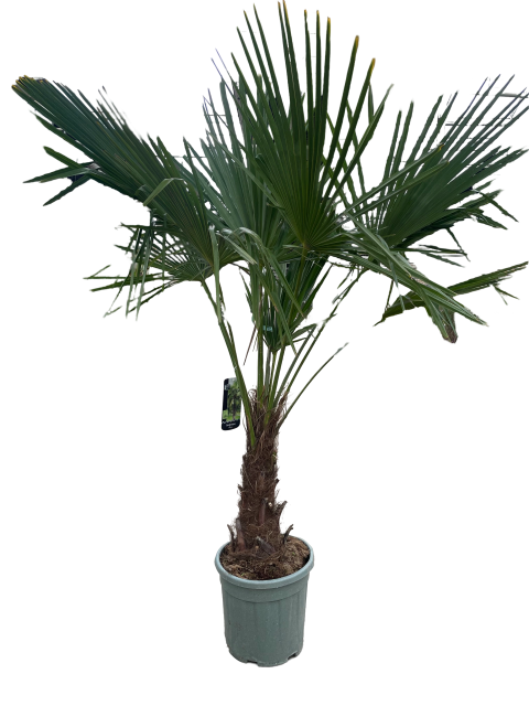 https://cdn.warentuin.nl/media/catalog/product/L/E/LEVE9900001926990_01_trachycarpus_fortunei_25_liter_pot_7751.png
