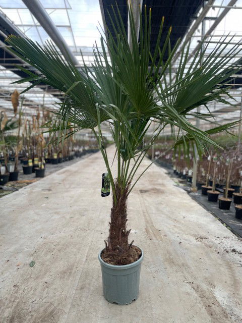 https://cdn.warentuin.nl/media/catalog/product/L/E/LEVE9900001926990_trachycarpus_fortunei_25_liter_pot_347a.jpg