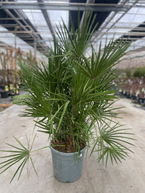 https://cdn.warentuin.nl/media/catalog/product/L/E/LEVE9900001927027_chamaerops_humilis_25_liter_pot_ceab.jpg