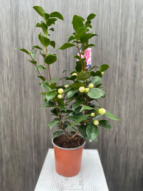 Oosterik home Camelia Japonica - 