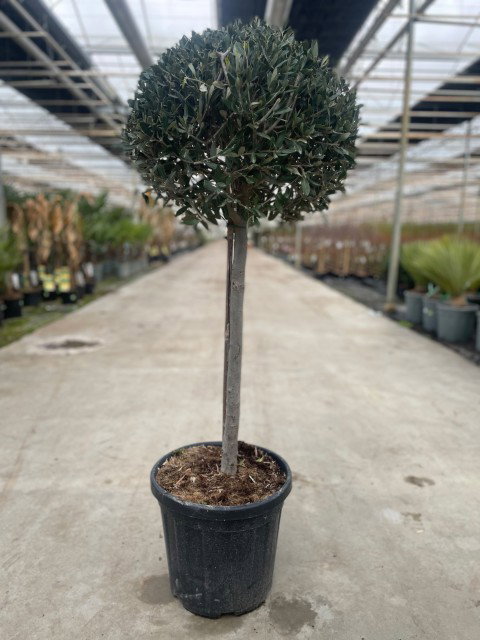https://cdn.warentuin.nl/media/catalog/product/L/E/LEVE9900001953996_olea_europaea_i_753d.jpg