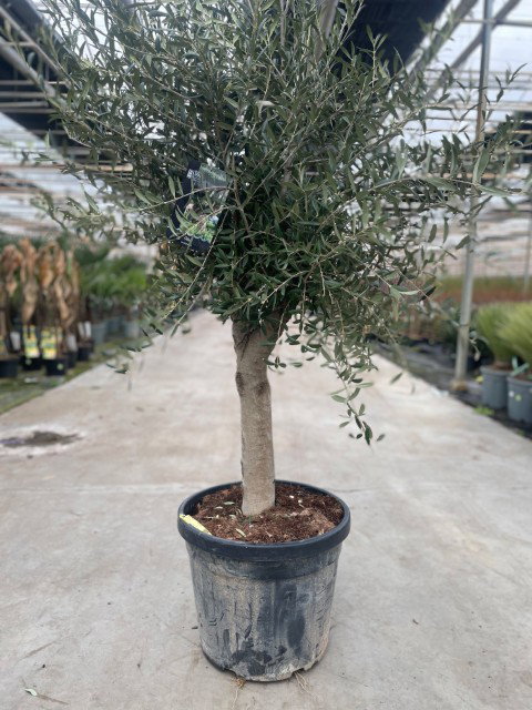 https://cdn.warentuin.nl/media/catalog/product/L/E/LEVE9900001954009_olea_europaea_ii_2ee8.jpg