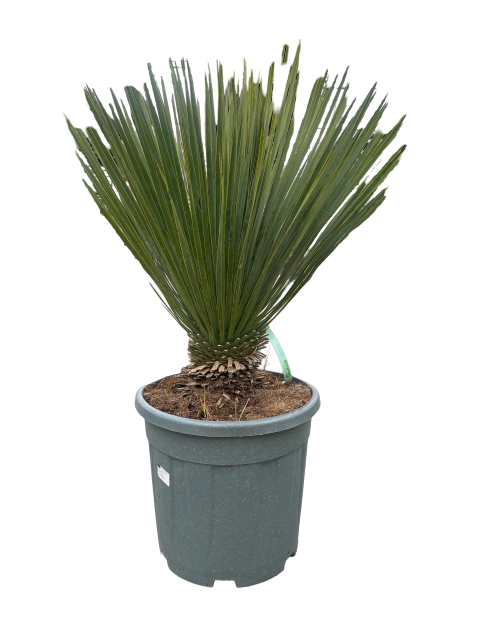 https://cdn.warentuin.nl/media/catalog/product/L/E/LEVE9900001954023_01_yucca_rostrata_20_liter_pot_7af8.png
