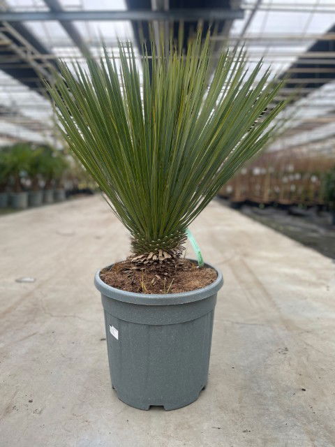 https://cdn.warentuin.nl/media/catalog/product/L/E/LEVE9900001954023_yucca_rostrata_20_liter_pot_7bd0.jpg