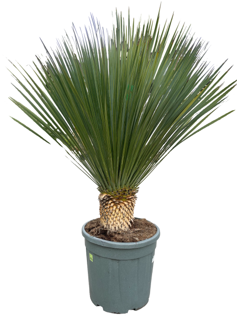 https://cdn.warentuin.nl/media/catalog/product/L/E/LEVE9900001954030_01_yucca_rostrata_25_liter_pot_dedb.png