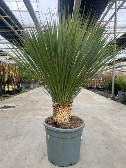https://cdn.warentuin.nl/media/catalog/product/L/E/LEVE9900001954030_yucca_rostrata_25_liter_pot_caee.jpg