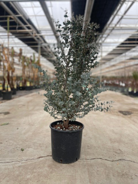 https://cdn.warentuin.nl/media/catalog/product/L/E/LEVE9900001954085_eucalyptus_gunnii_azura_10_liter_pot_1623.jpg