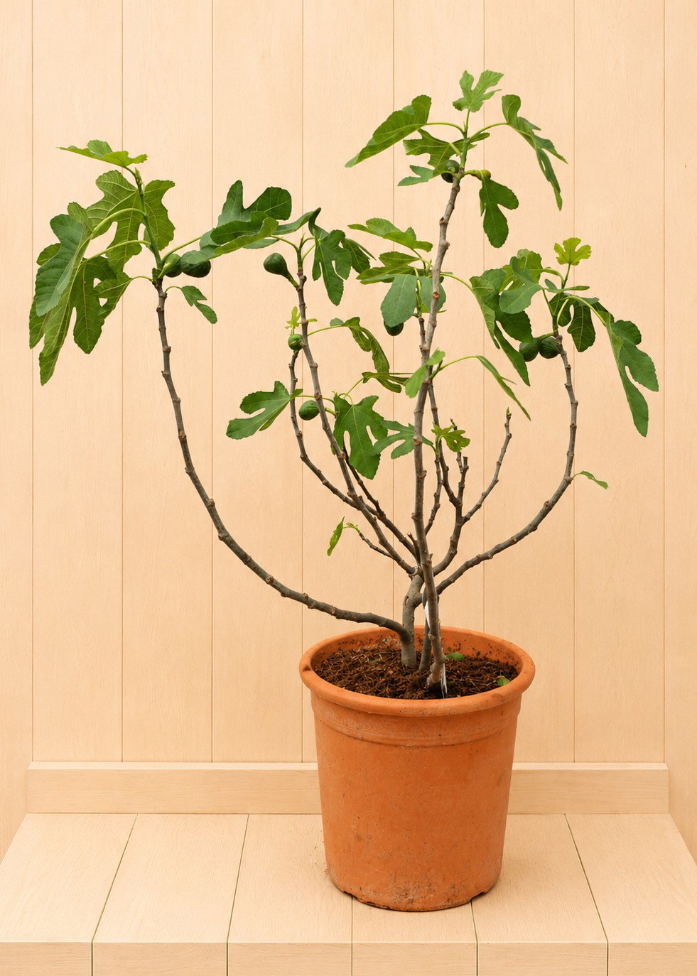 Ficus carica Vijg 120 cm Warentuin Natuurlijk - Warentuin natuurlijk