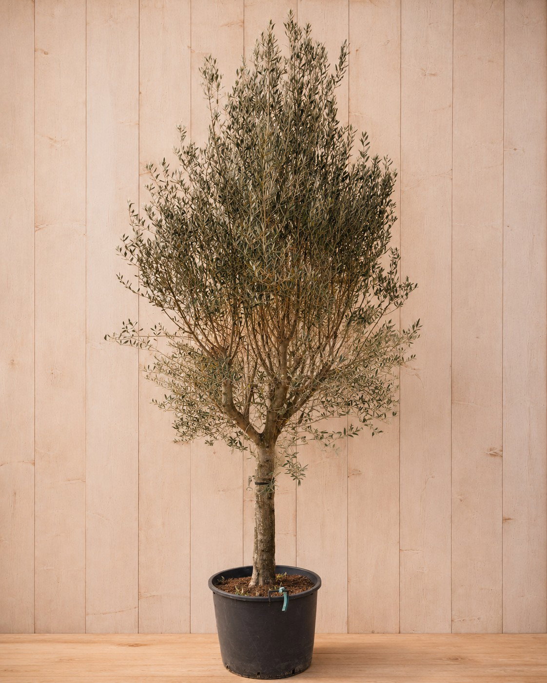Olea europeae 250 cm stamhoogte 100 cm Warentuin Natuurlijk - Warentuin natuurlijk