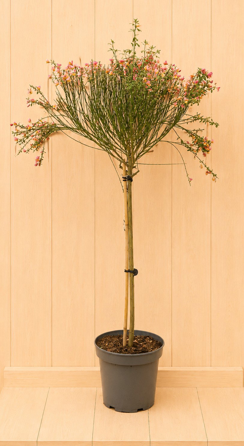 Brem Cytisus scoparius 120 cm stamhoogte 70 cm Warentuin Natuurlijk - Warentuin natuurlijk