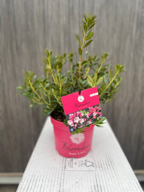 https://cdn.warentuin.nl/media/catalog/product/L/E/LEVE9900101919527_blomux_magenta_ii_0431.jpg