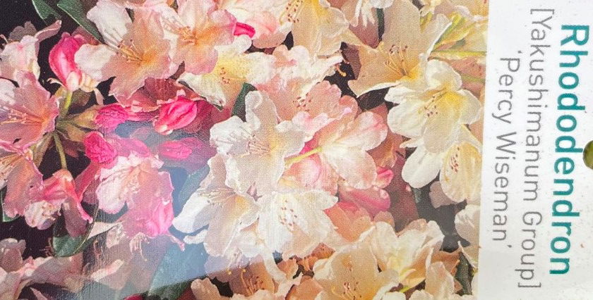 https://cdn.warentuin.nl/media/catalog/product/L/E/LEVE9900200064075_01_warentuin_natuurlijk_buitenplant_rhododendron_percy_wisema_e22c.jpg