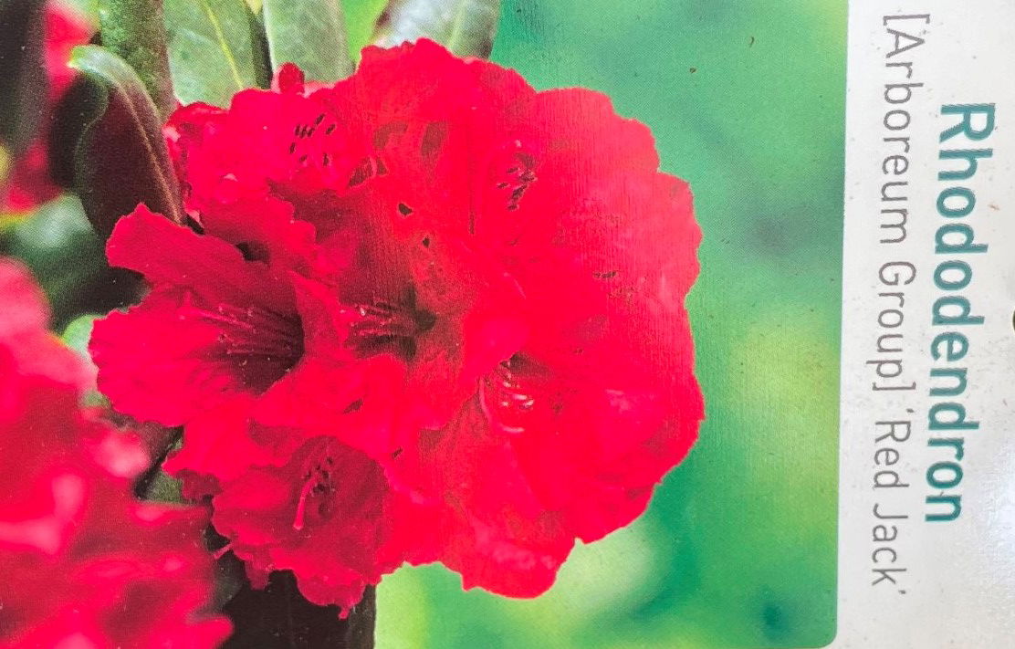 https://cdn.warentuin.nl/media/catalog/product/L/E/LEVE9900300064075_01_warentuin_natuurlijk_buitenplant_rhododendron_red_jack_234c.jpg