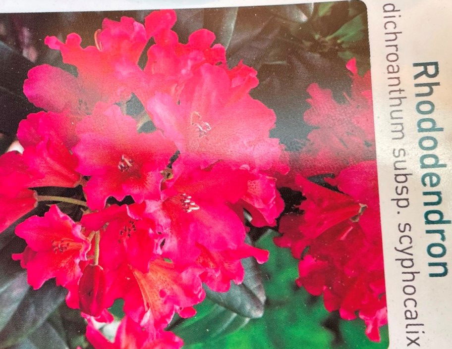 https://cdn.warentuin.nl/media/catalog/product/L/E/LEVE9900400064075_01_warentuin_natuurlijk_buitenplant_rhododendron_scyphocalix_9ca7.jpg