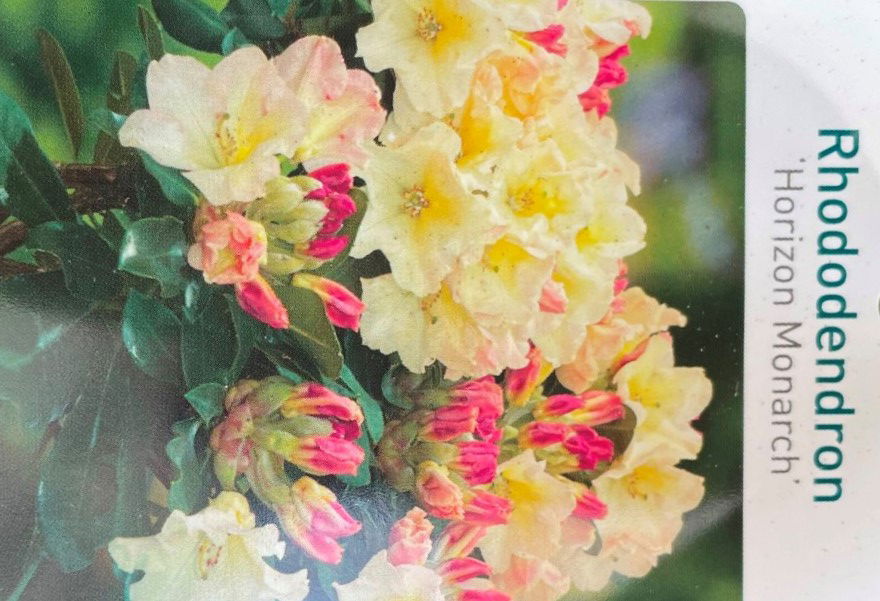 https://cdn.warentuin.nl/media/catalog/product/L/E/LEVE9900500064075_01_warentuin_natuurlijk_buitenplant_rhododendron_horizon_mona_4193.jpg