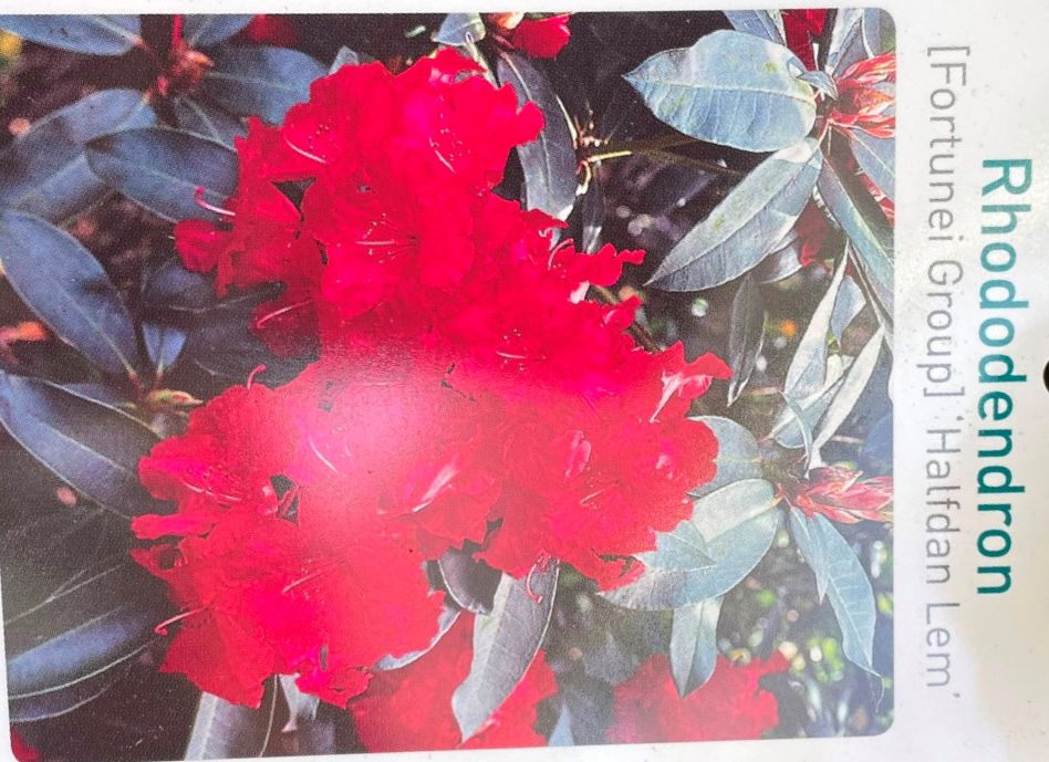 https://cdn.warentuin.nl/media/catalog/product/L/E/LEVE9900600064075_01_warentuin_natuurlijk_buitenplant_rhododendron_halfdan_lem_f5f5.jpg