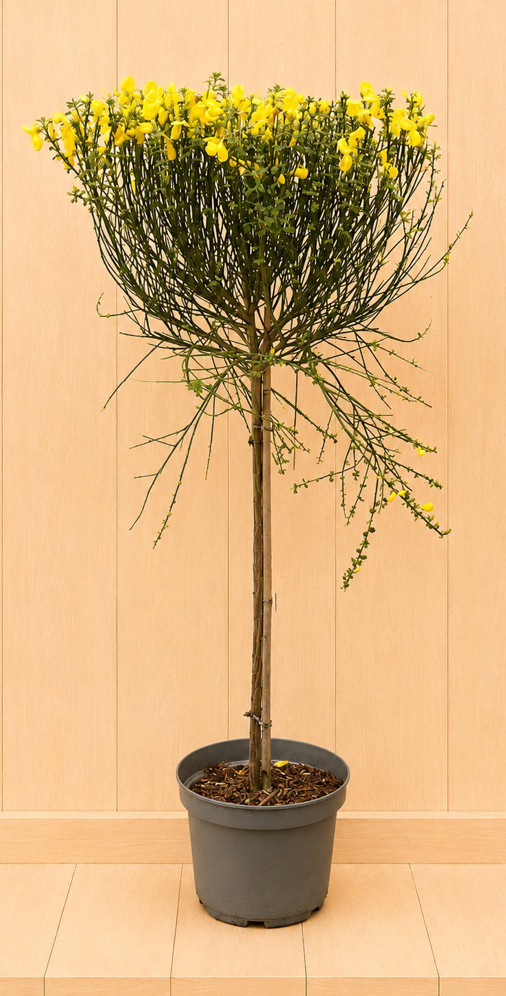 Brem Cytisus scoparius 'Golden Sunlight' 110 cm stamhoogte 80 cm Warentuin Natuurlijk - Warentuin natuurlijk