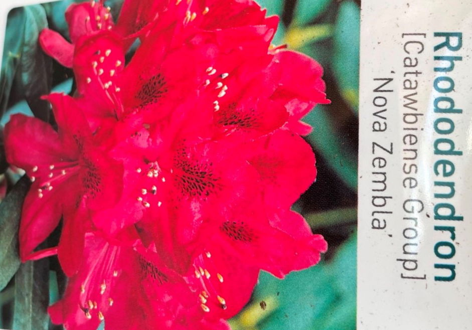 https://cdn.warentuin.nl/media/catalog/product/L/E/LEVE9900800064075_01_warentuin_natuurlijk_buitenplant_rhododendron_nove_zembla_5a66.jpg
