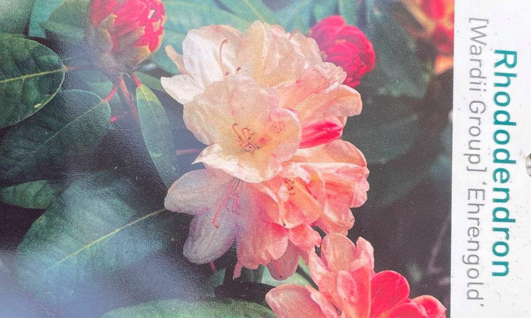 https://cdn.warentuin.nl/media/catalog/product/L/E/LEVE9900900064075_01_warentuin_natuurlijk_buitenplant_rhododendron_ehrengold_f85b.jpg