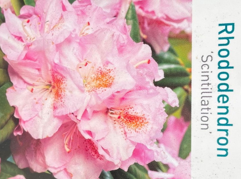 https://cdn.warentuin.nl/media/catalog/product/L/E/LEVE9901000064075_01_warentuin_natuurlijk_buitenplant_rhododendron_scintillatio_04e6.jpg