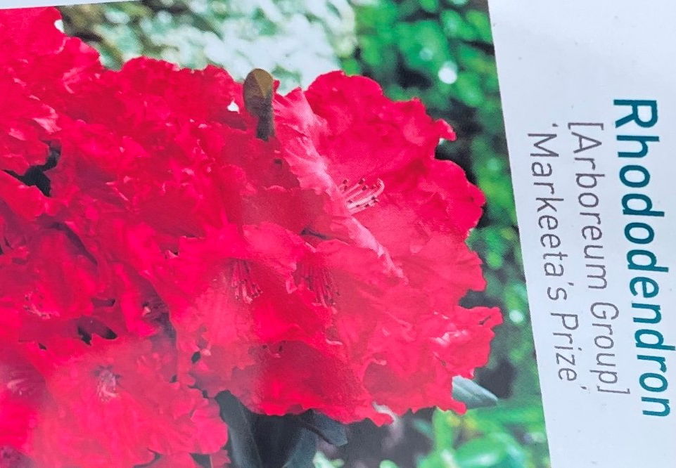 https://cdn.warentuin.nl/media/catalog/product/L/E/LEVE9901100064075_01_warentuin_natuurlijk_buitenplant_rhododendron_markeetas_pr_7ea2.jpg