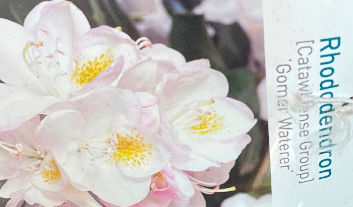 https://cdn.warentuin.nl/media/catalog/product/L/E/LEVE9901200064075_01_warentuin_natuurlijk_buitenplant_rhododendron_gomer_watere_8c67.jpg
