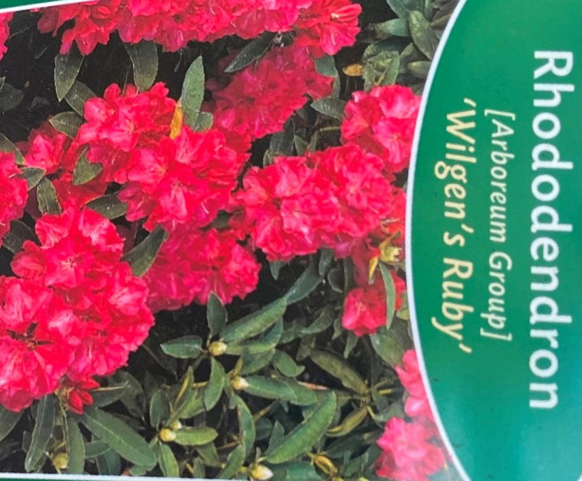 https://cdn.warentuin.nl/media/catalog/product/L/E/LEVE9901300064075_01_warentuin_natuurlijk_buitenplant_rhododendron_wilgens_ruby_206f.jpg