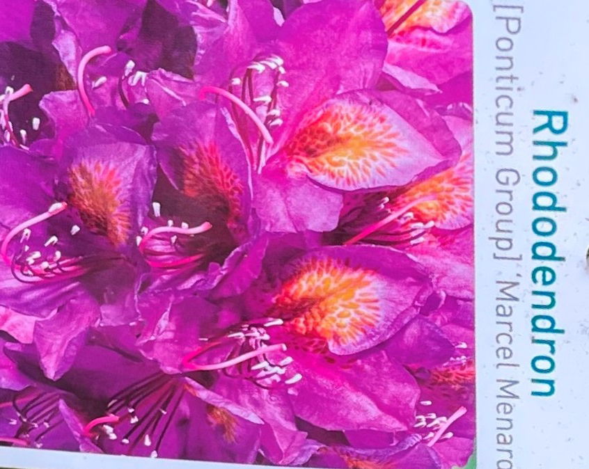 https://cdn.warentuin.nl/media/catalog/product/L/E/LEVE9901400064075_01_warentuin_natuurlijk_buitenplant_rhododendron_marcel_menar_29ad.jpg