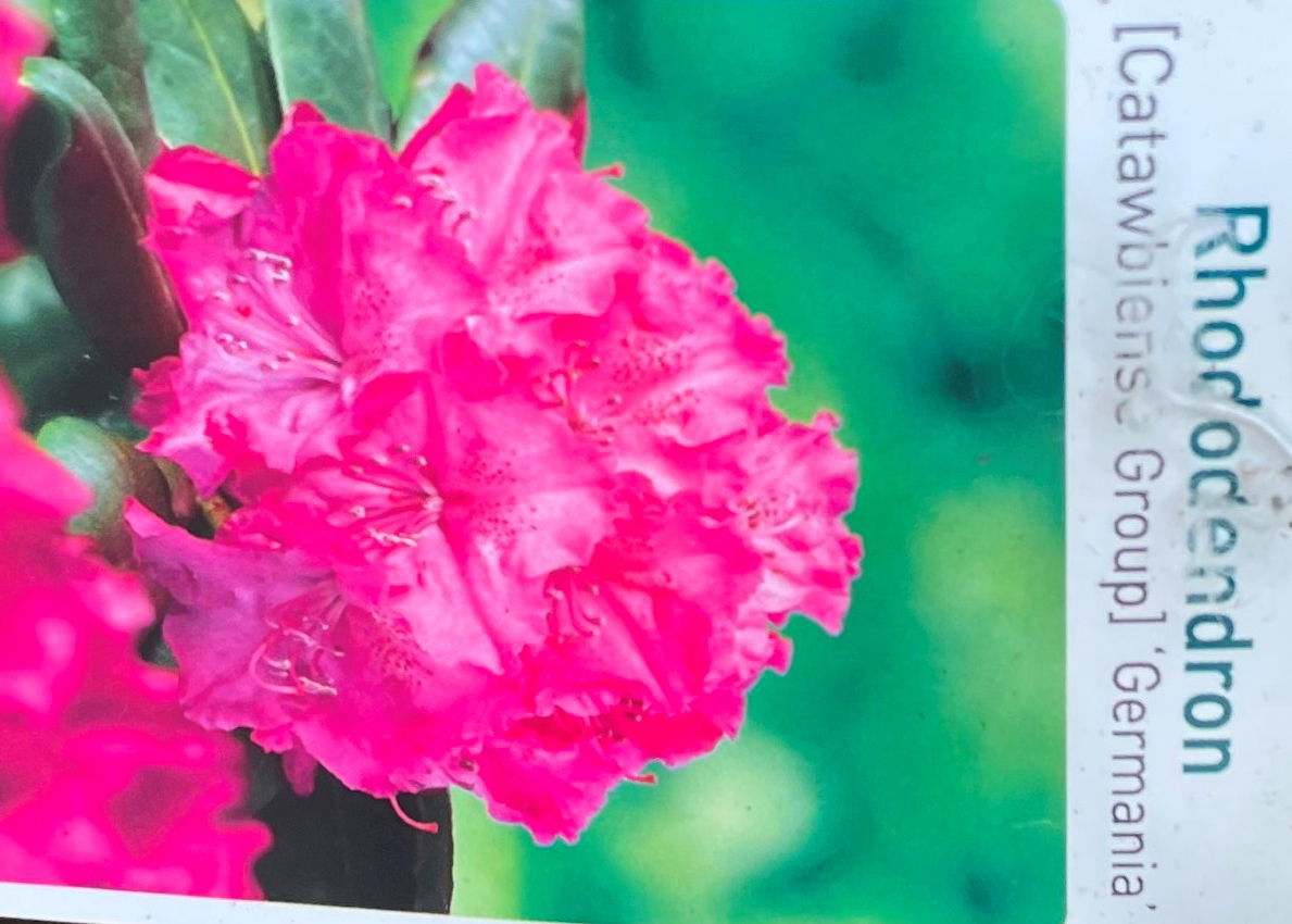 https://cdn.warentuin.nl/media/catalog/product/L/E/LEVE9901500064075_01_warentuin_natuurlijk_buitenplant_rhododendron_germania_a491.jpg