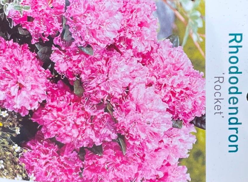 https://cdn.warentuin.nl/media/catalog/product/L/E/LEVE9901600064075_01_warentuin_natuurlijk_buitenplant_rhododendron_rocket_384e.jpg