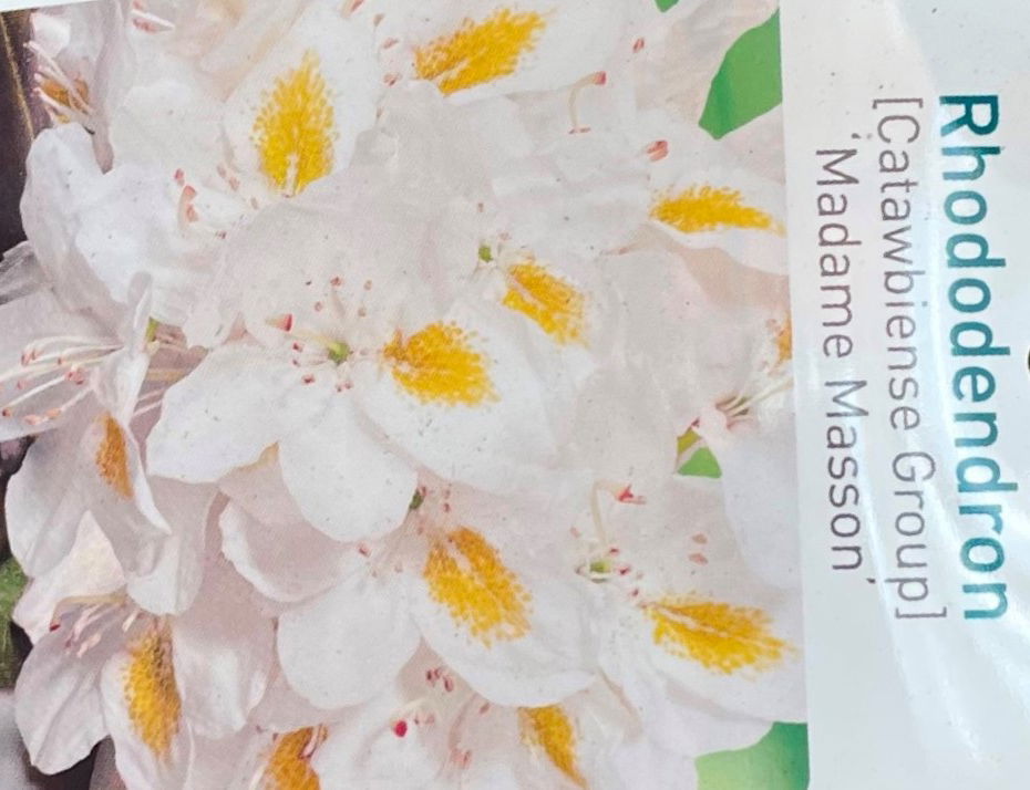 https://cdn.warentuin.nl/media/catalog/product/L/E/LEVE9901700064075_01_warentuin_natuurlijk_buitenplant_rhododendron_madame_masso_2f59.jpg