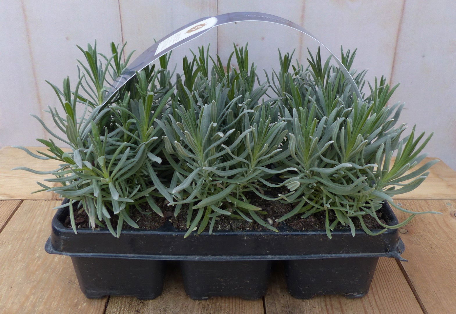 https://cdn.warentuin.nl/media/catalog/product/L/a/Lavendel_plantjes_zes_stuks_blauw_Warentuin_Natuurlijk_1_4927.jpg