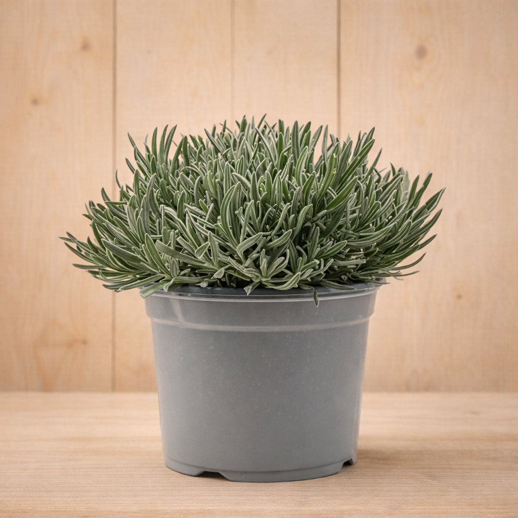 Lavendel Lavandula II kruidenplant Warentuin Natuurlijk - Warentuin natuurlijk
