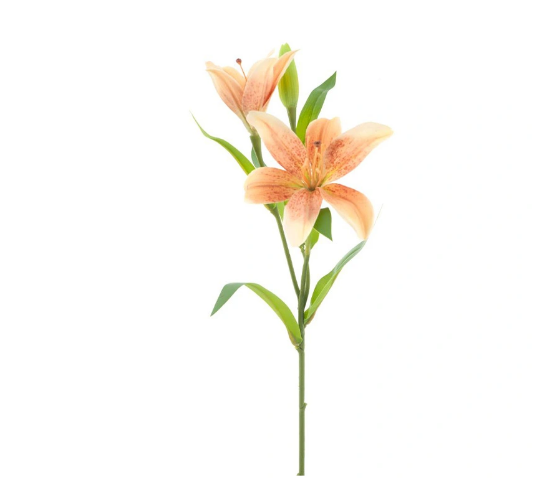 https://cdn.warentuin.nl/media/catalog/product/L/i/Lilium_spray_Jakarta_peach_53_cm_edde.png