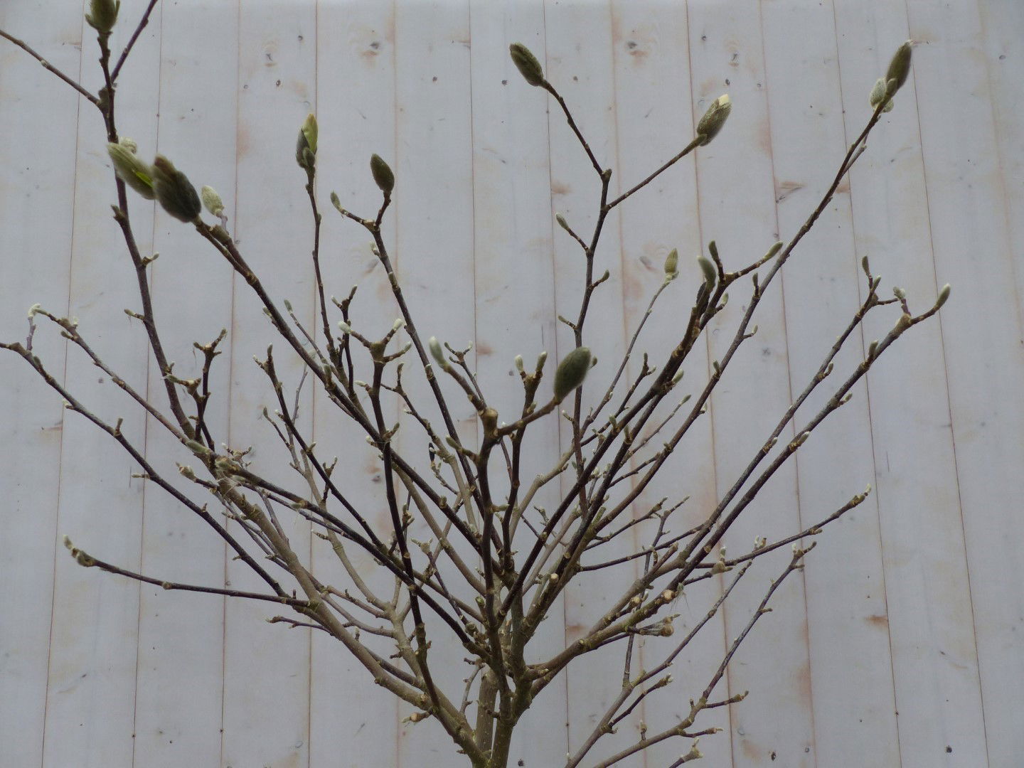https://cdn.warentuin.nl/media/catalog/product/M/a/Magnolia_Soulangeana_Tulpenboom_120_cm_op_stam_Warentuin_Natuurlijk_1_cdae.jpg