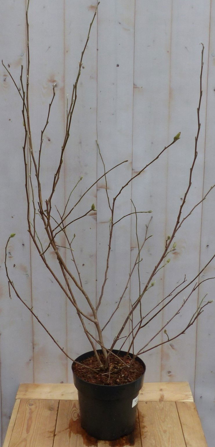 https://cdn.warentuin.nl/media/catalog/product/M/a/Magnolia_Soulangeana_Tulpenboom_struik_100_cm_Warentuin_Natuurlijk_0168.jpg