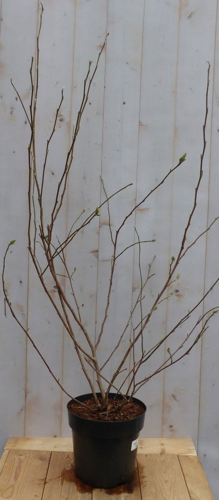 https://cdn.warentuin.nl/media/catalog/product/M/a/Magnolia_Soulangeana_Tulpenboom_struik_100_cm_Warentuin_Natuurlijk_1_eb27.jpg