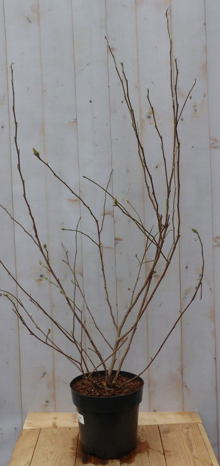 https://cdn.warentuin.nl/media/catalog/product/M/a/Magnolia_Stellata_Tulpenboom_struik_100_cm_Warentuin_Natuurlijk_1_4cfd.jpg