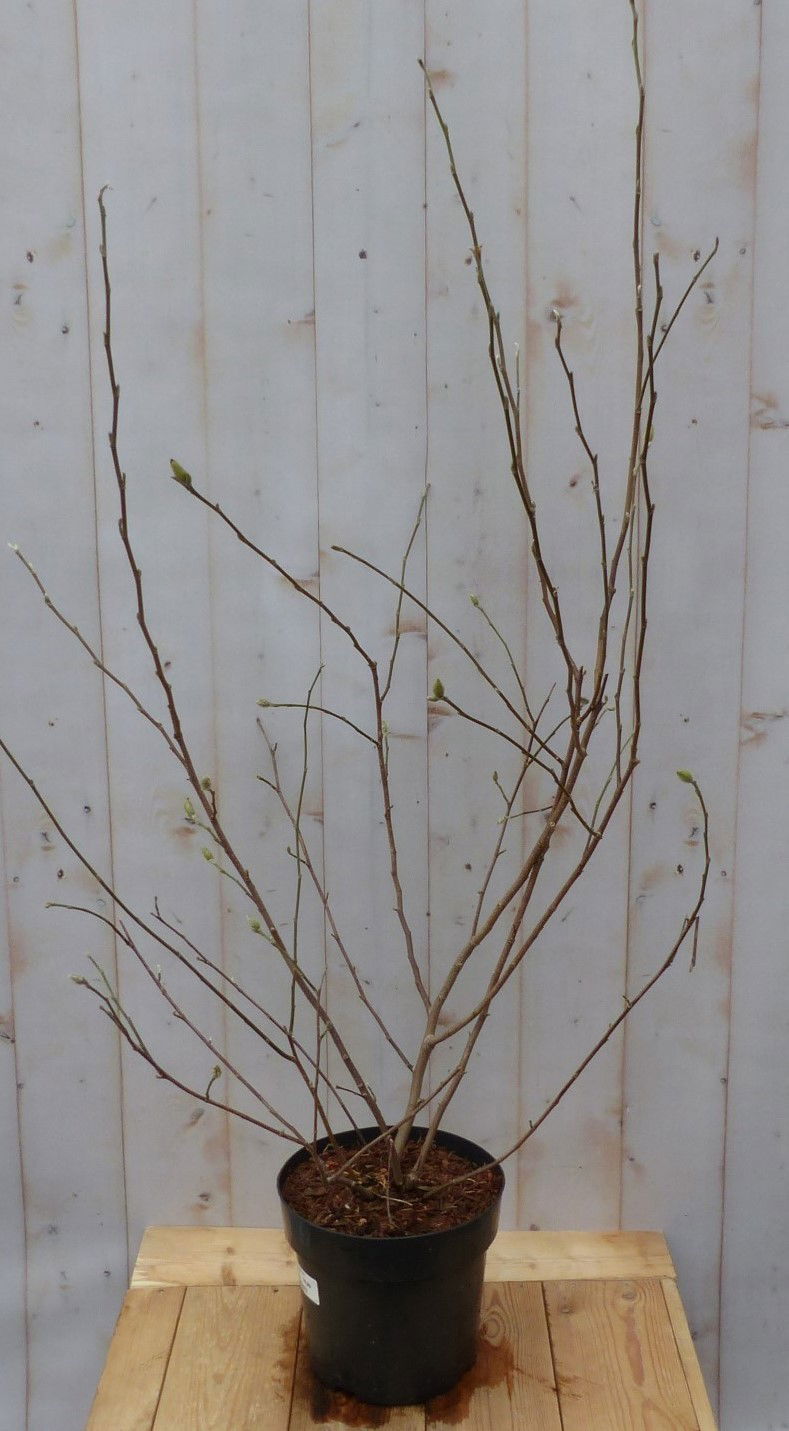 https://cdn.warentuin.nl/media/catalog/product/M/a/Magnolia_Stellata_Tulpenboom_struik_100_cm_Warentuin_Natuurlijk_6683.jpg