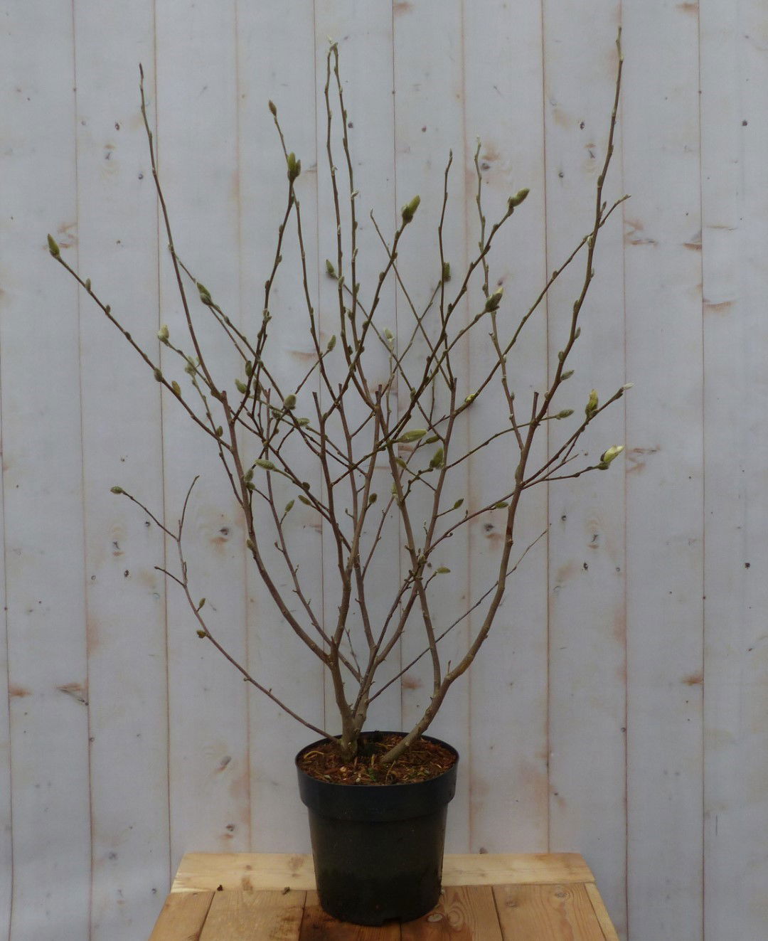 https://cdn.warentuin.nl/media/catalog/product/M/a/Magnolia_Susan_Tulpenboom_Struikje_100_cm_Warentuin_Natuurlijk_1674.jpg
