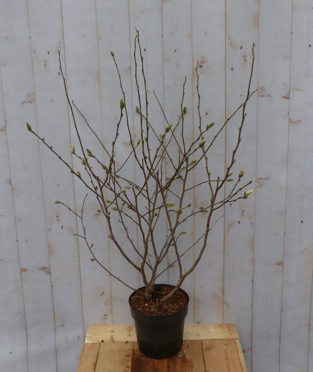 https://cdn.warentuin.nl/media/catalog/product/M/a/Magnolia_Susan_Tulpenboom_Struikje_100_cm_Warentuin_Natuurlijk_1_ad6b.jpg